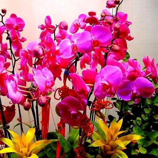@海棠花开