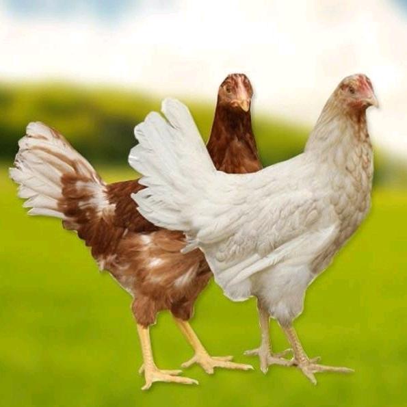 青年鸡50-105日龄