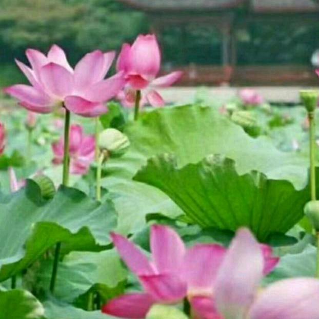 花拉团