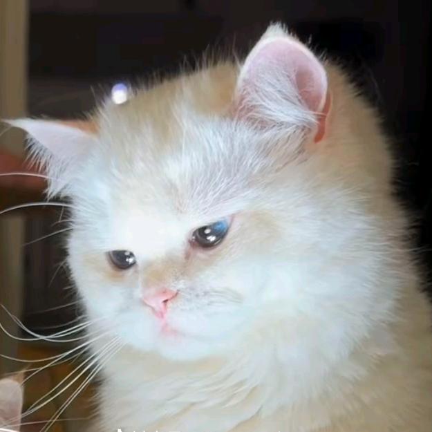 奶猫小财迷 ʚ✞ɞ