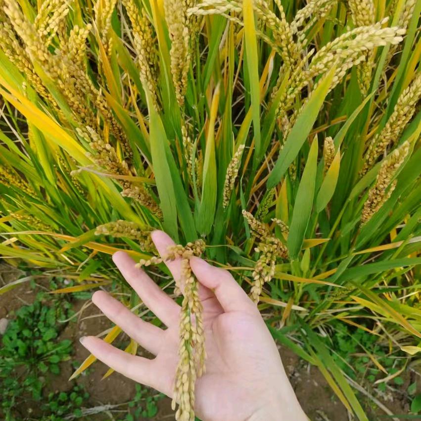岁月静好