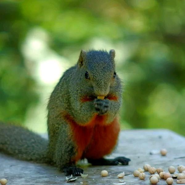 我是一只打工鼠