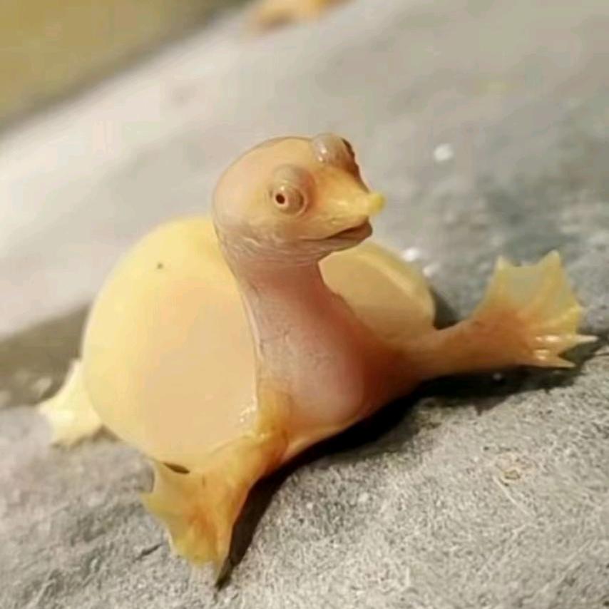 永章黄金鳖（鳖宝日记）