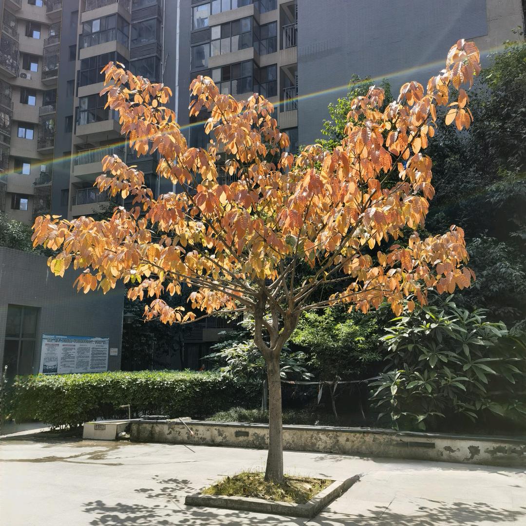 夏天的风吹到了乌兰巴头像