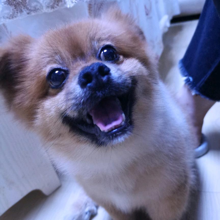 熊仔是只狗