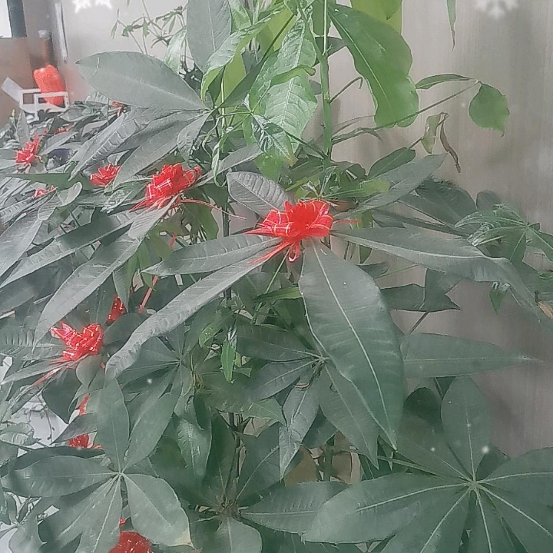 舞塬盈