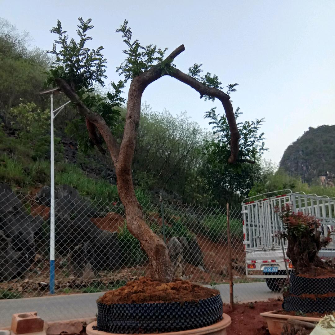 马关、山车小壮盆景批发