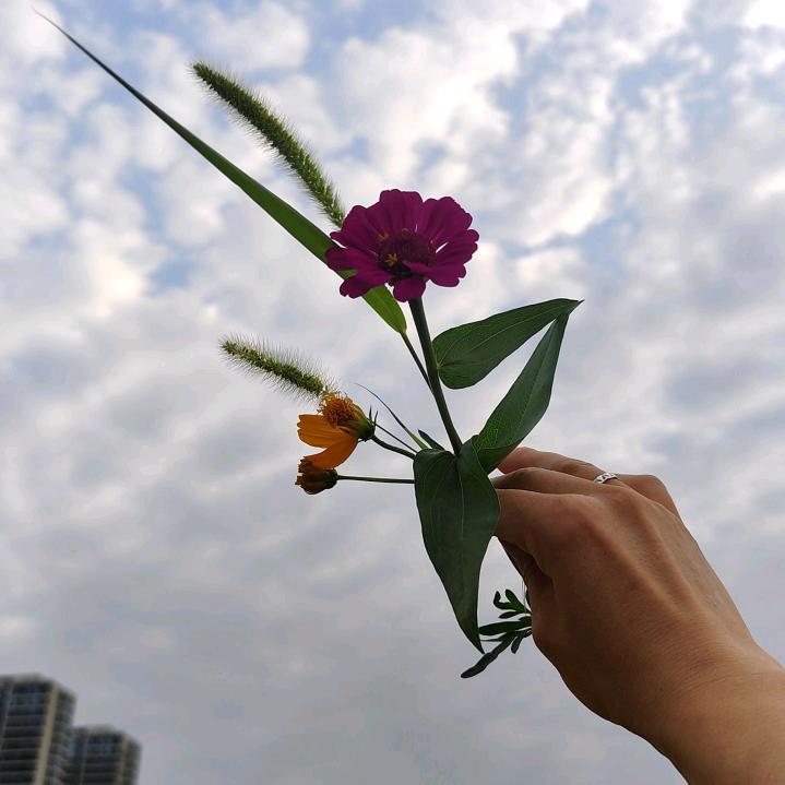 盛开的山茶花（拒绝私聊）