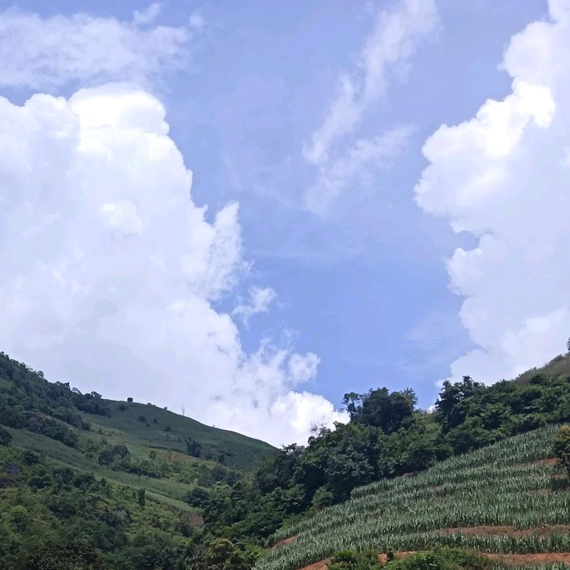 莉