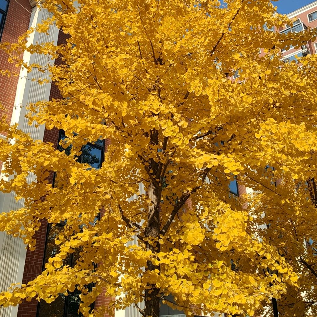 月半圆圆