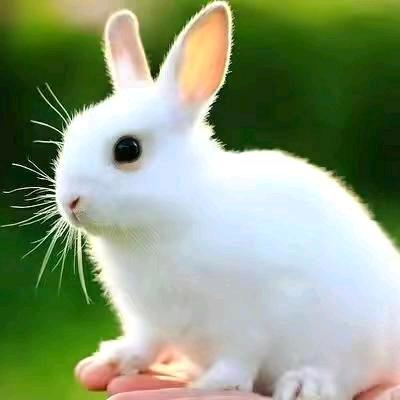 🐇小白兔🐇🌻郝运常在🌻