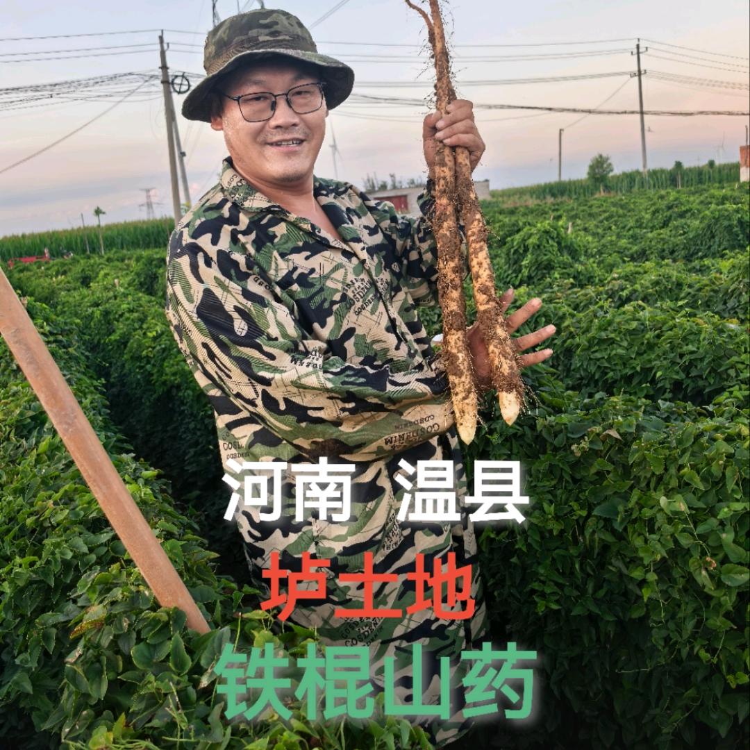 老歪农业