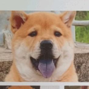 二表哥田园犬@你