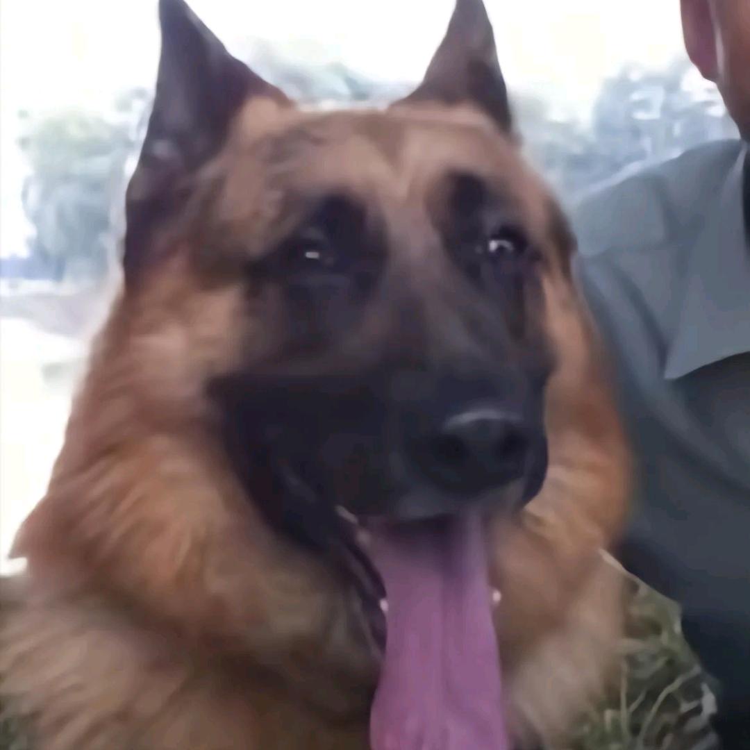 AAA训狗大王（什么都没见过版）