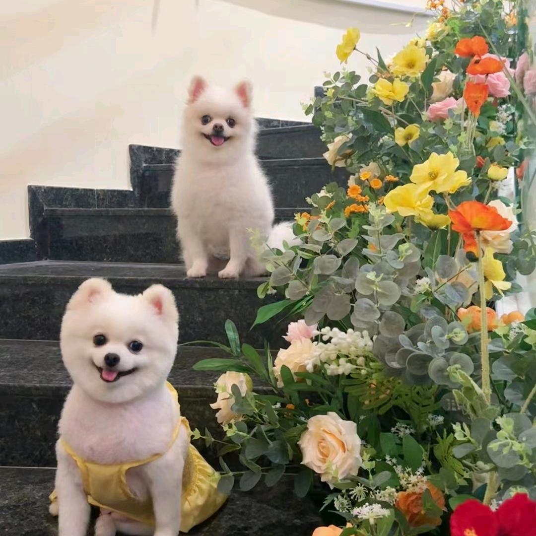 踏雪寻梅