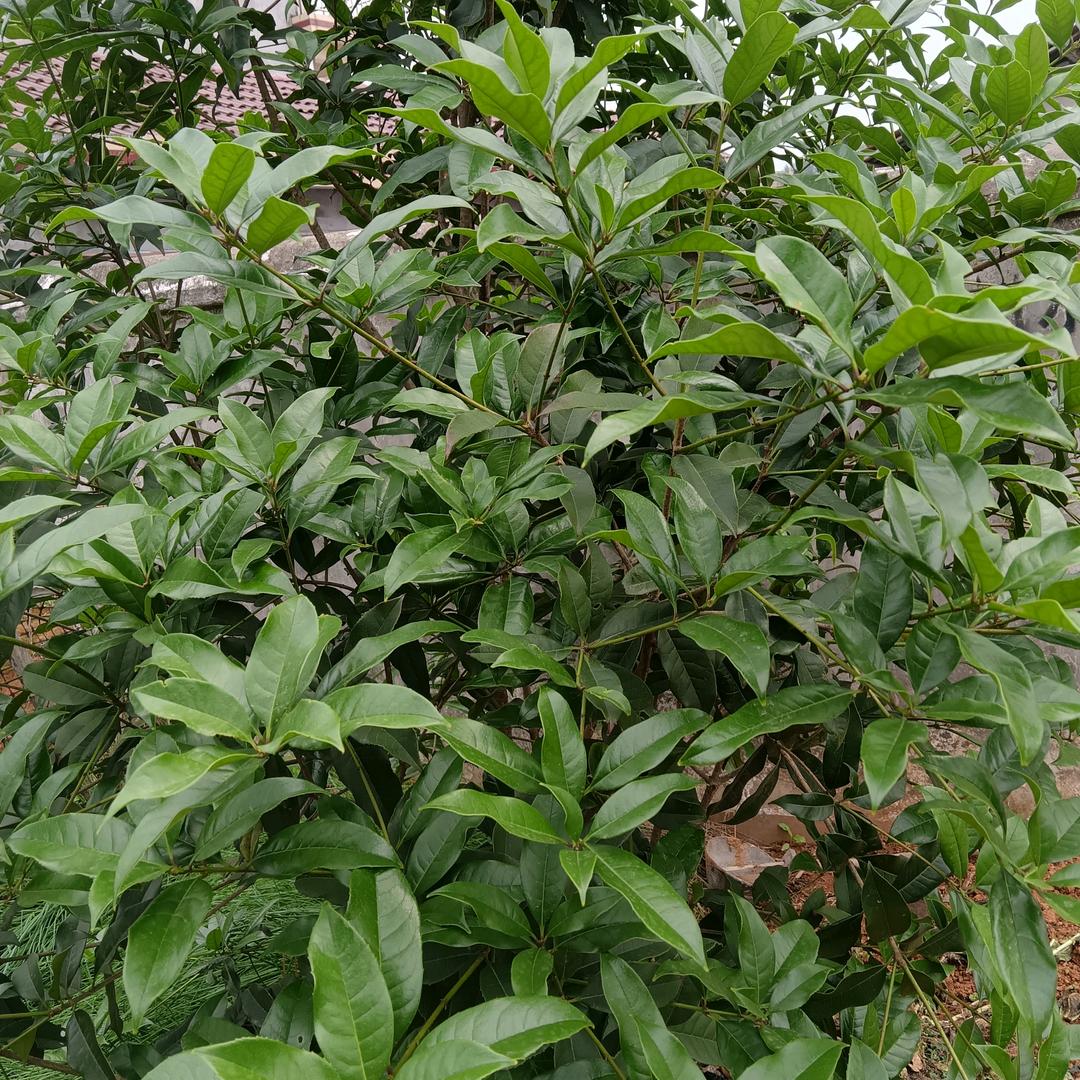 杨哥