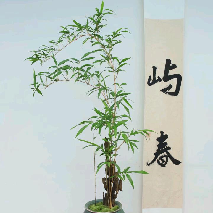 初心园艺坊
