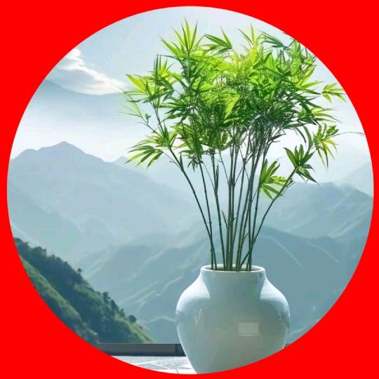 小燕儿很努力吖