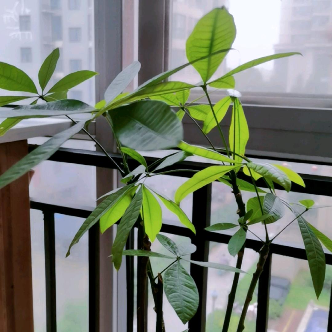 美好