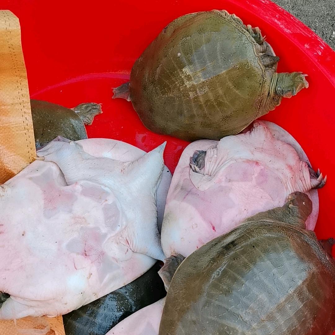 鄱阳湖龙哥