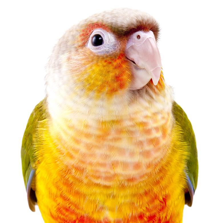 芒果鹦鹉小太阳养殖基地