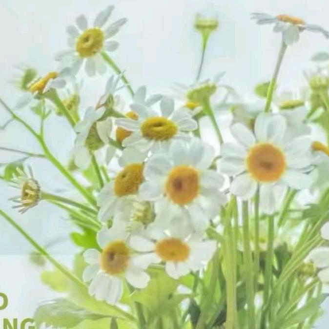 💞万事如意💞