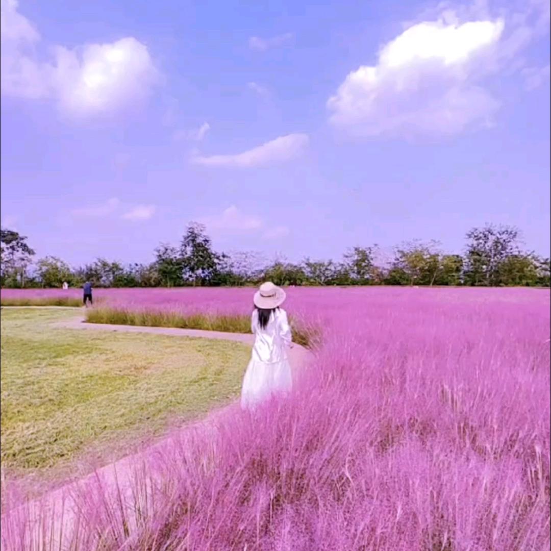 @天山雪莲