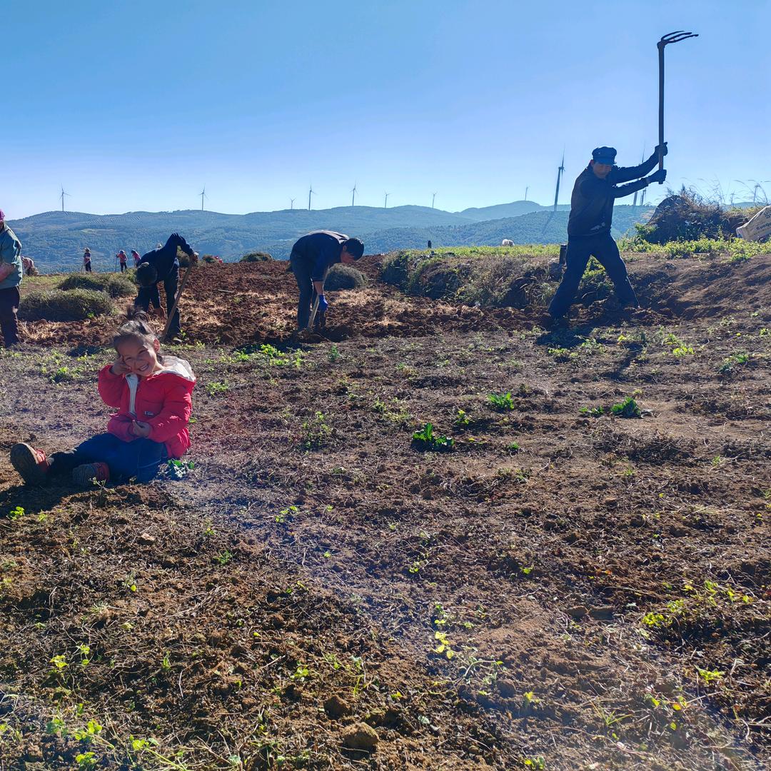 小蒋贵州党参妹