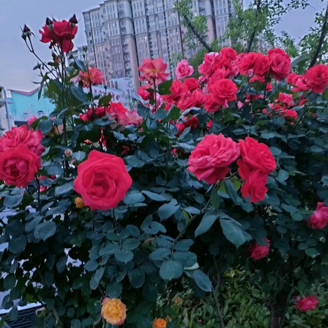 闲看花落