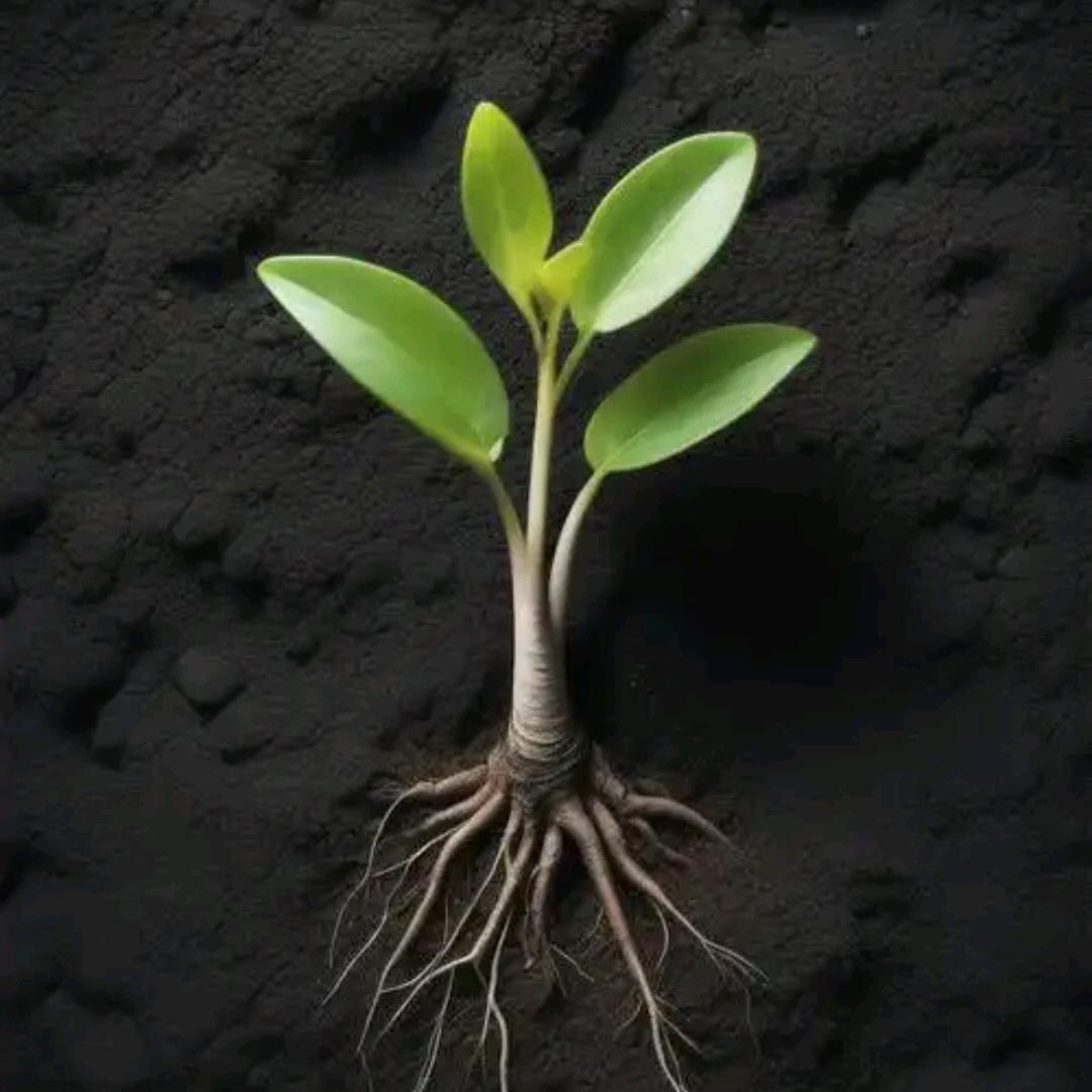 邯郸设计师～红叶