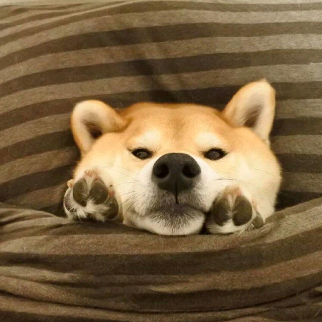 可恶的杂修