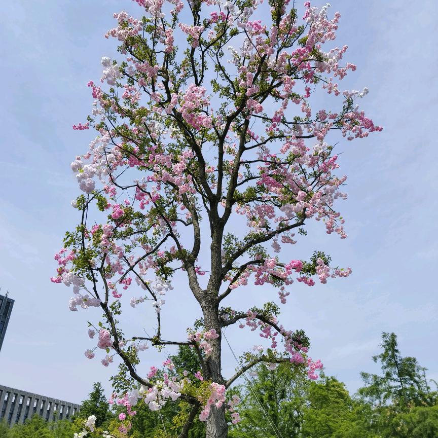 胡新如