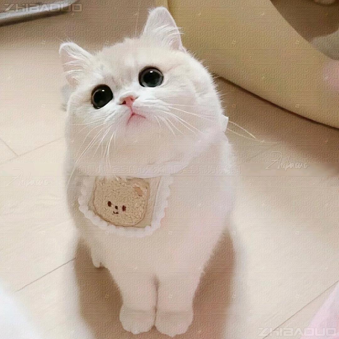 小稚