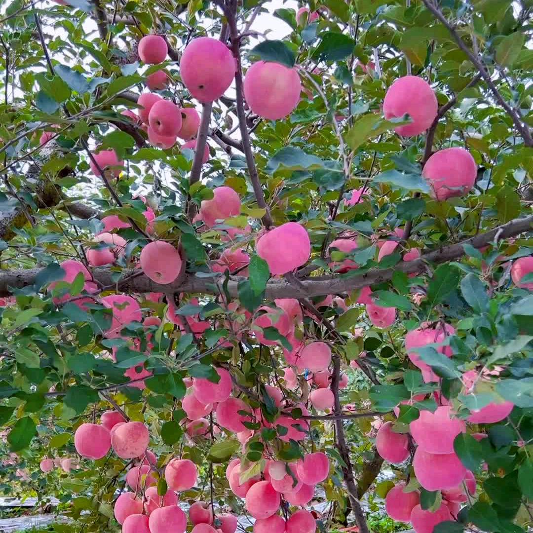 芳凯果蔬购销中心