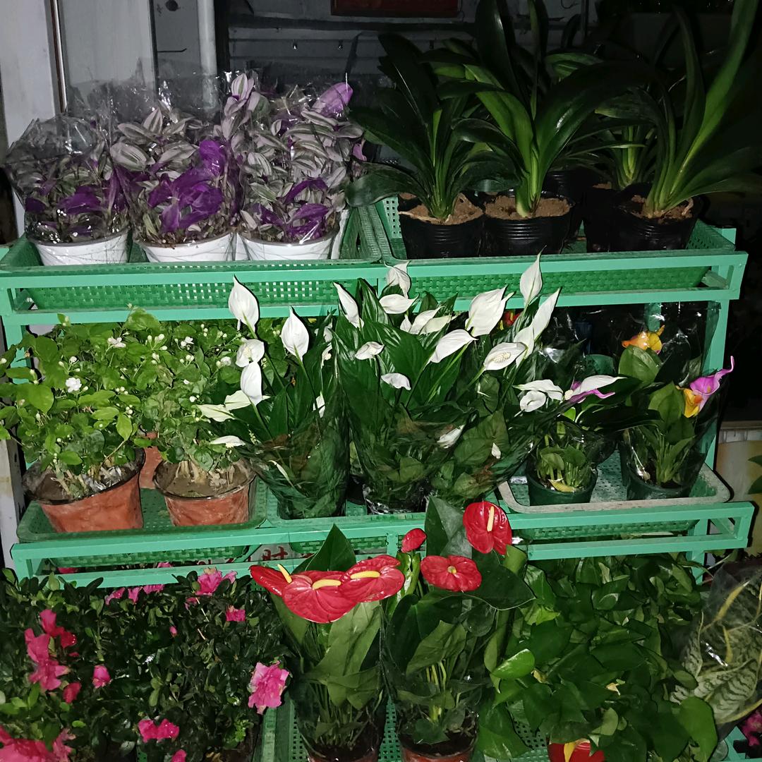 晋城市城区沐妍花鸟鱼虫店