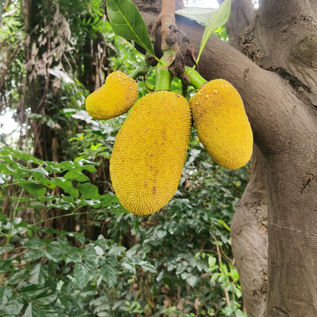 小李子🤏