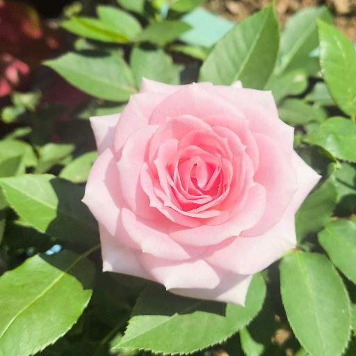 浅殇淡淡月影寒