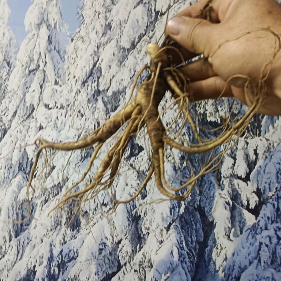 人参刘老汉  长白山参仙山商贸