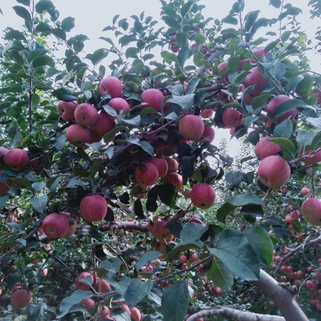 🐂轰轰🐘🐘🐘🐘