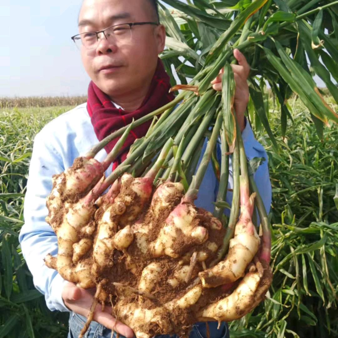 天下良田·种姜高产找老王