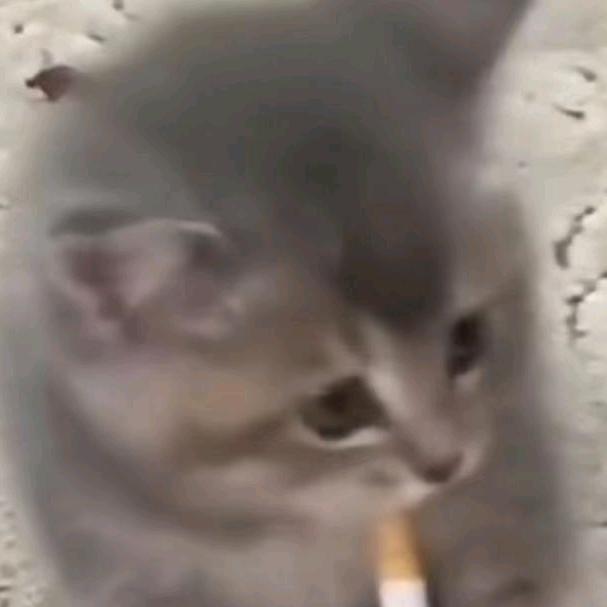 泽zzz头像