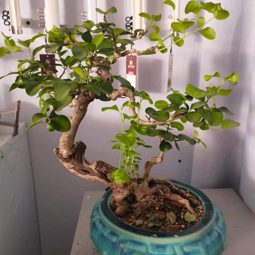 小胡同学