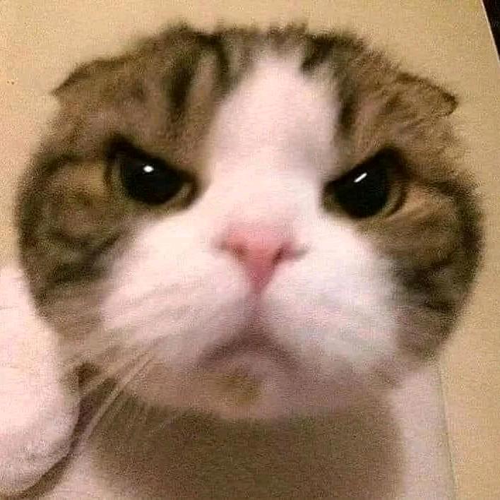 量子猫的平行日记