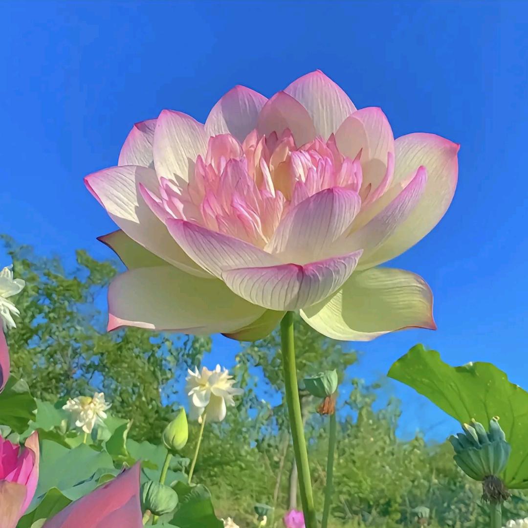 桃花李❤️