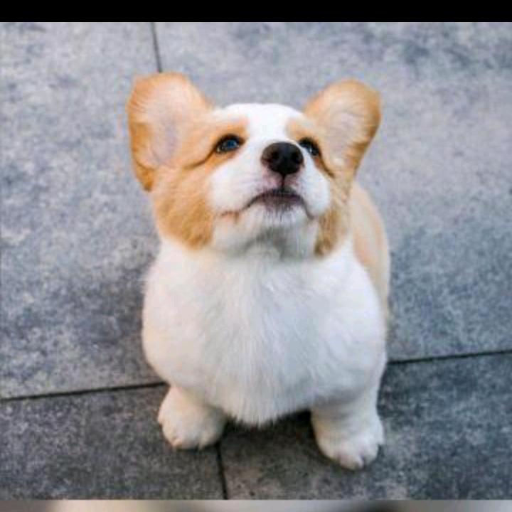 你是真🐕啊🩴047