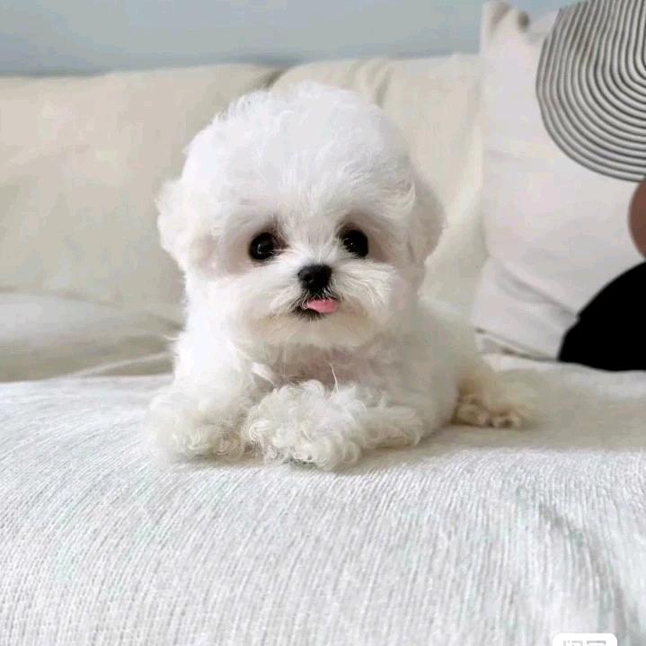 一唸執丵᭄ꦿ࿐