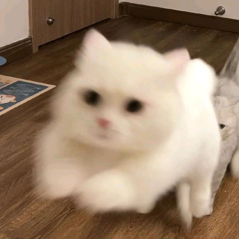 橘子家拆卡滚滚