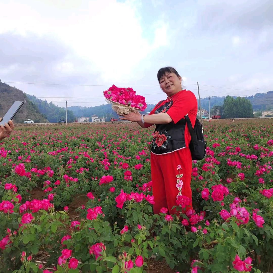 宝山镇张天广种子经营部