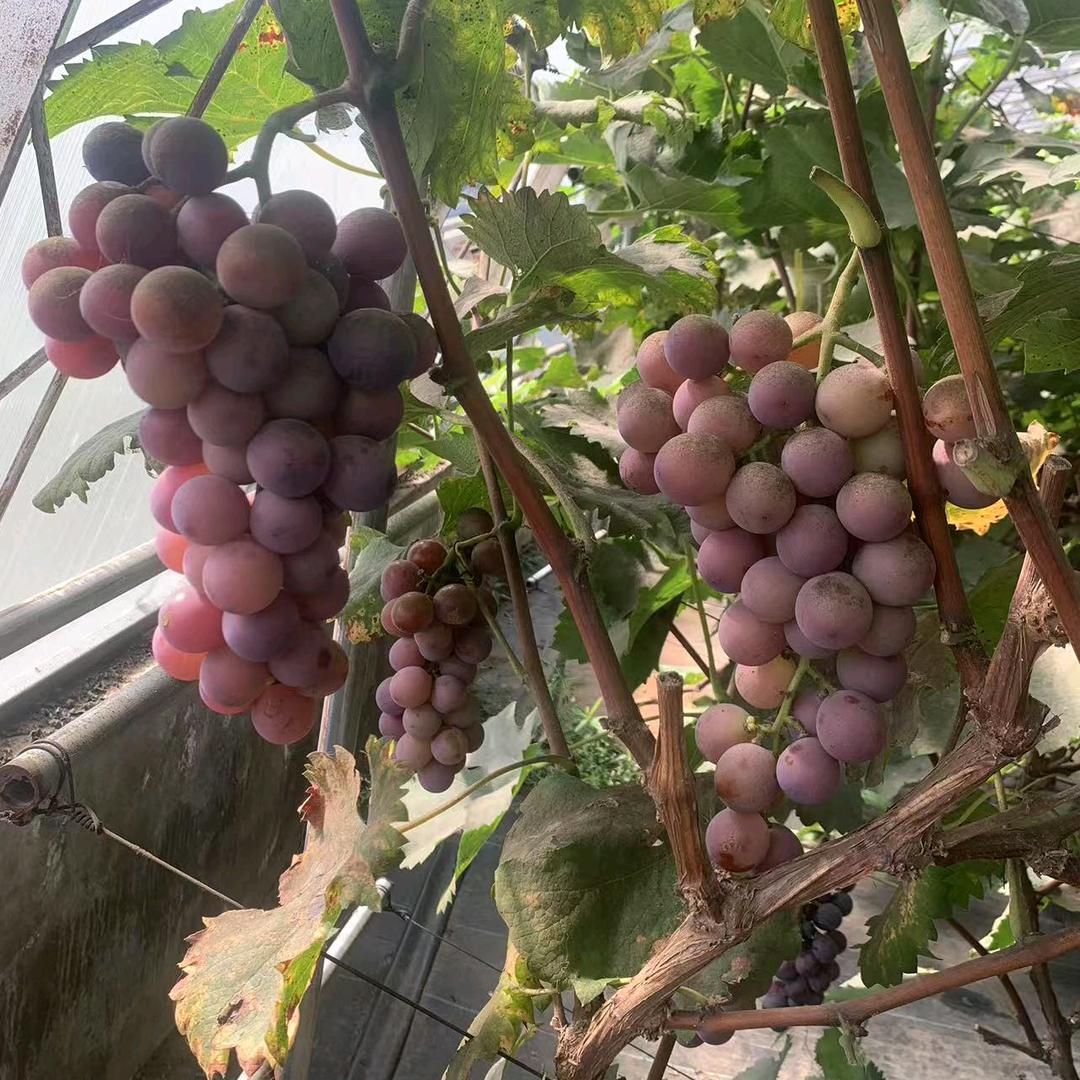 沈阳锡伯族生态葡萄采摘园