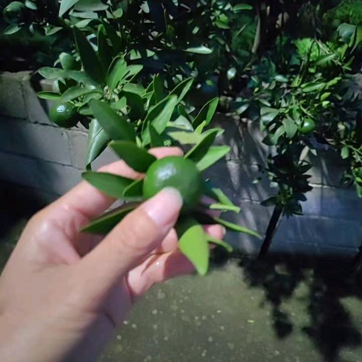 沙子养花